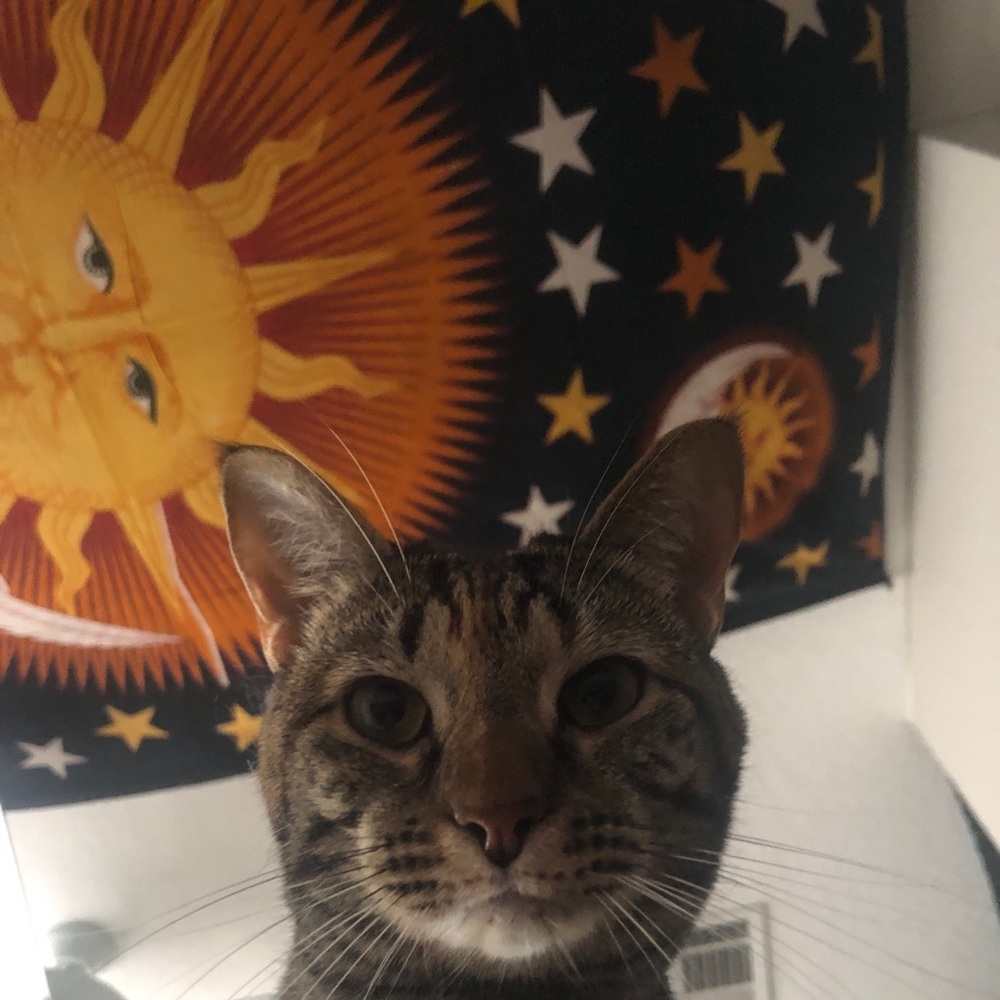 luna says buy my stuff!